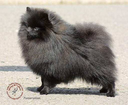 Pomeranian 9R042D-40.JPG